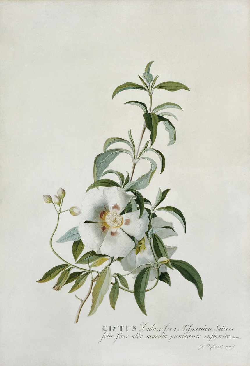 Cistus, 1747 door Georg Dionysius Ehret