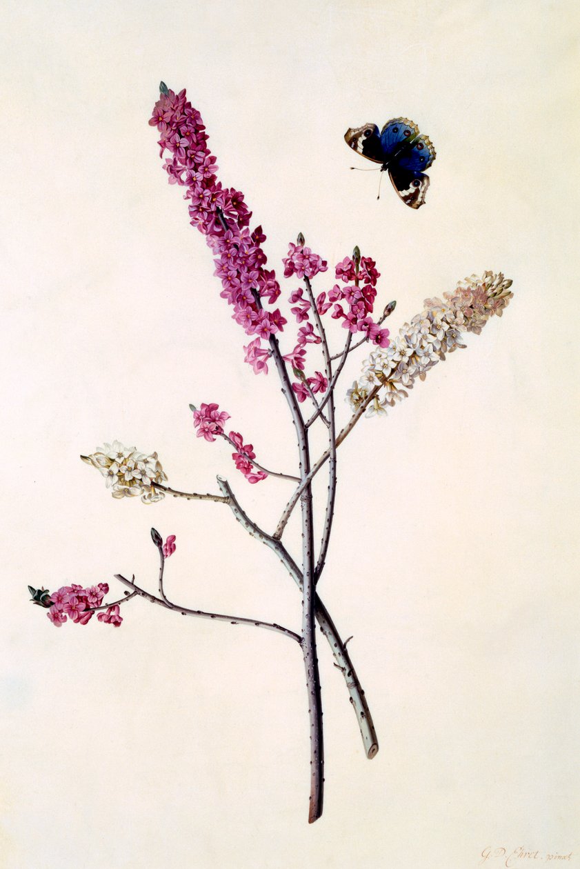 Daphne Mezereum met Vlinder door "Georg Dionysius Ehret