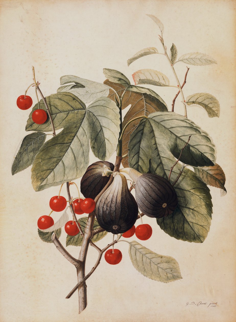 Vijgen en kersen, 1747 door Georg Dionysius Ehret