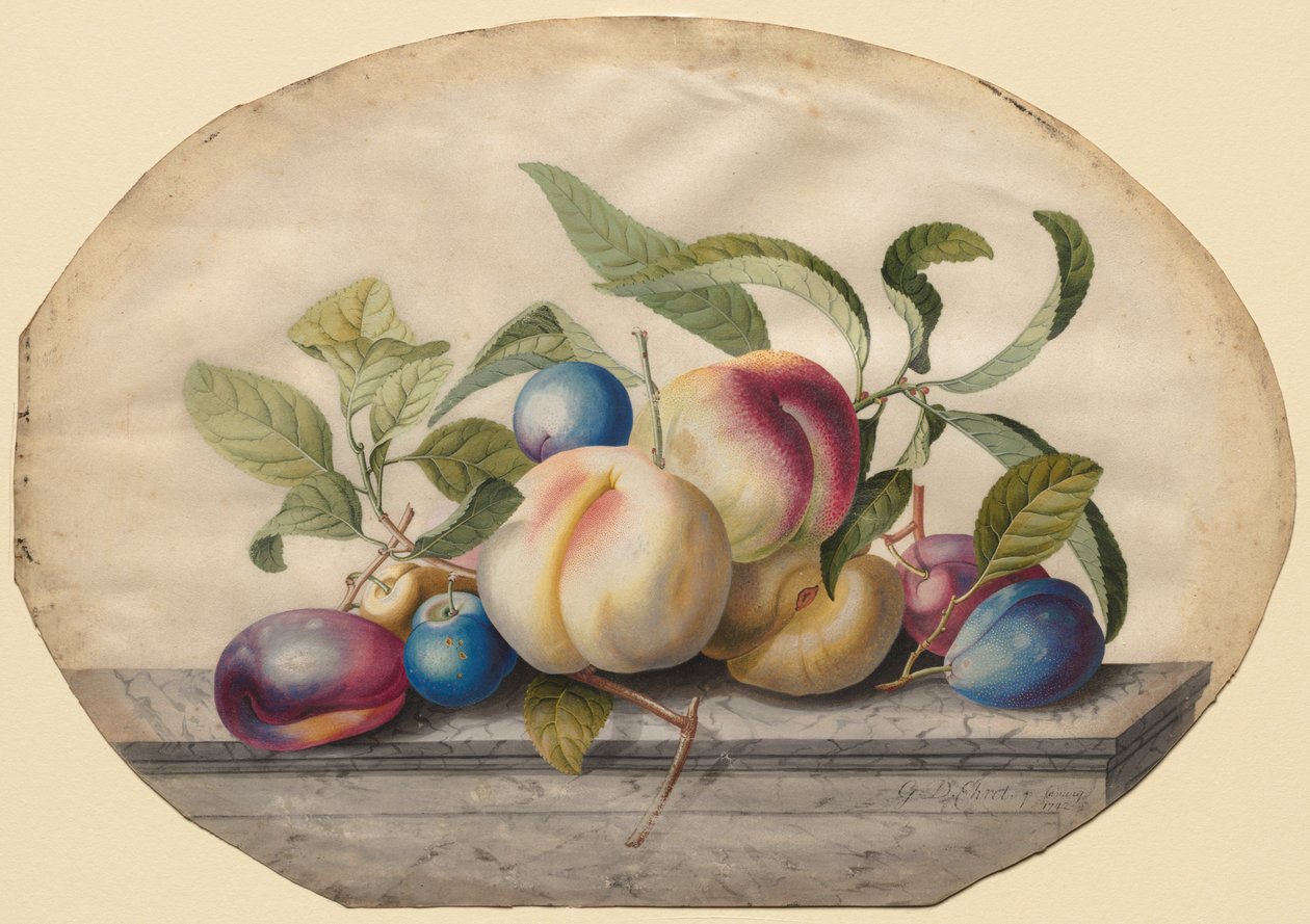 Fruitarrangement: Perziken en pruimen op een marmeren plaat, 1742 door Georg Dionysius Ehret