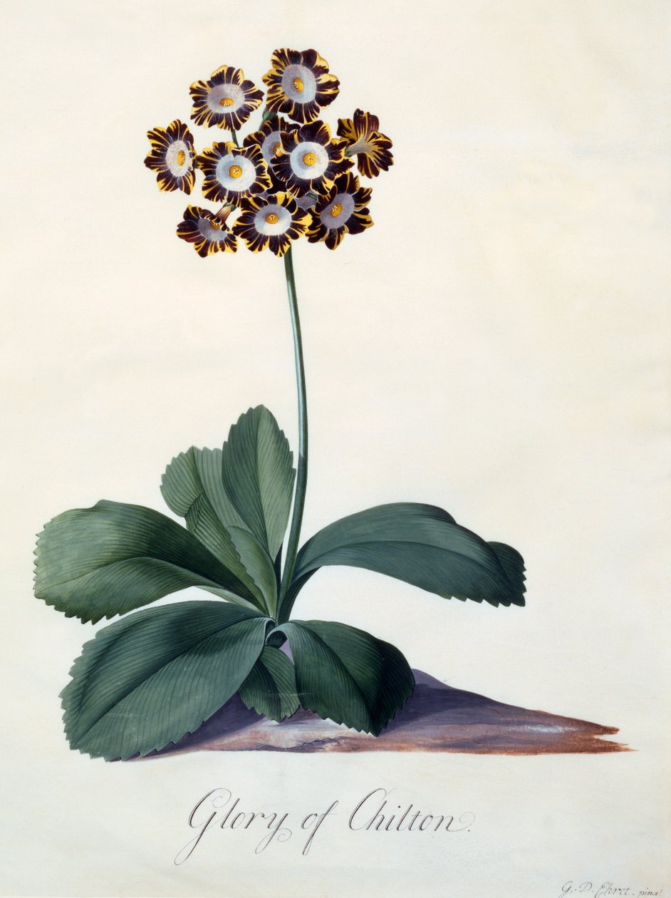 Glorie van Chilton ca. 1745 handgekleurde gravure door "Georg Dionysius Ehret
