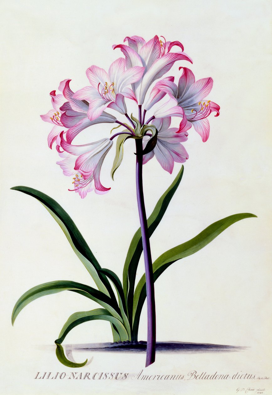 Lilio Narcissus, c. 1744 handgekleurde gravure door "Georg Dionysius Ehret
