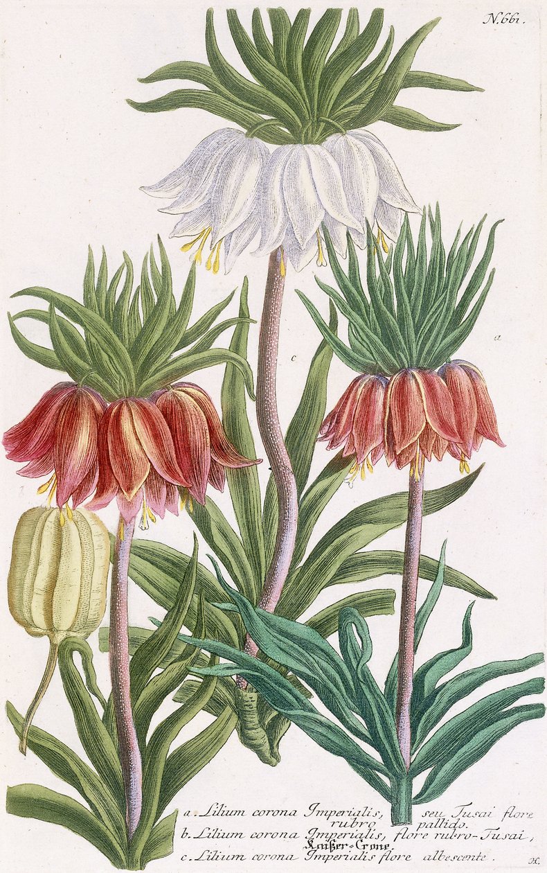 Lilium corona Imperialis door Georg Dionysius Ehret