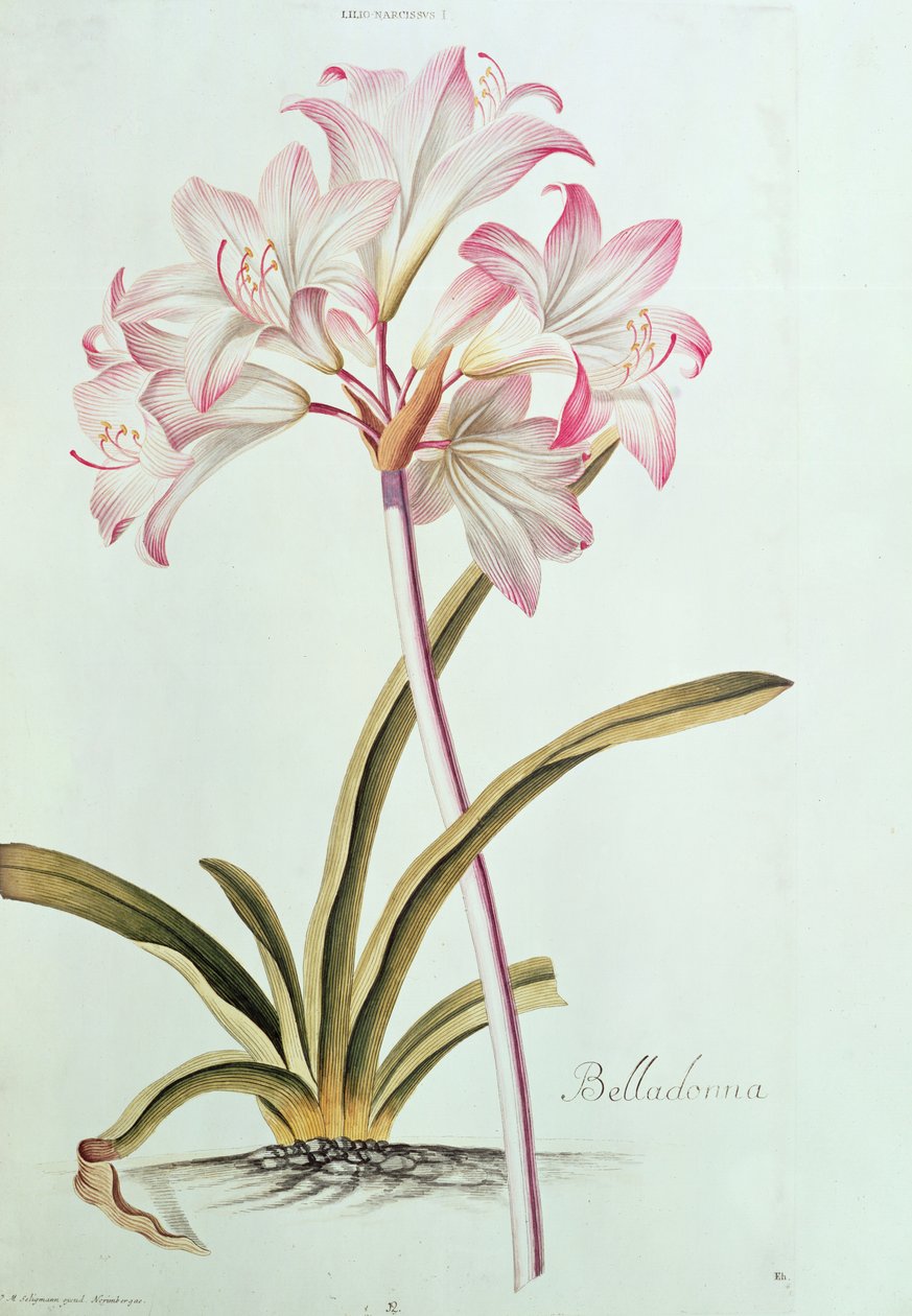 Lelie: Lilium belladonna, (pl.12) uit Trew