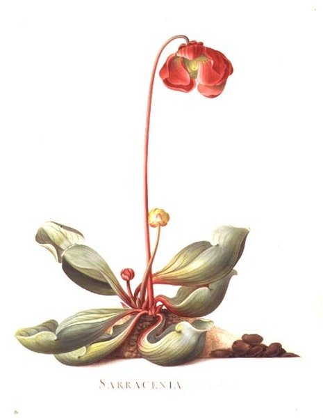 Sarracenia purpurea (Bekerplant) 1764 door Georg Dionysius Ehret