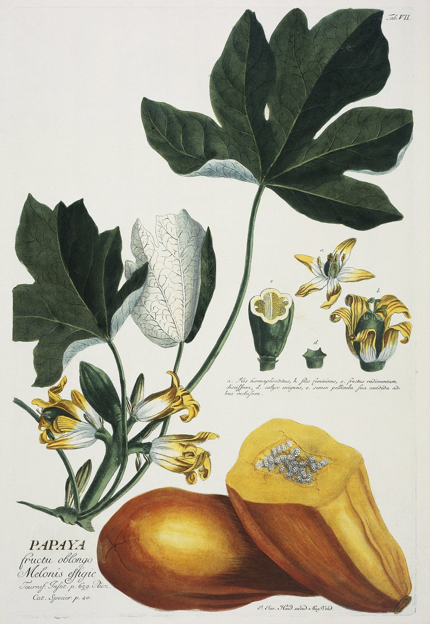 Papaja door Georg Dionysius Ehret