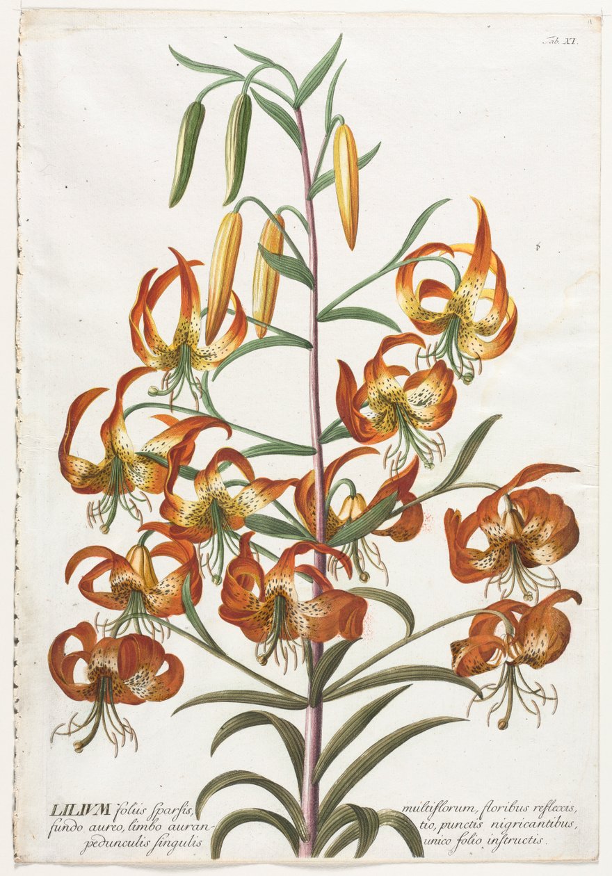 Plantae Selectae: Nr. 11 - Lelie door Georg Dionysius Ehret