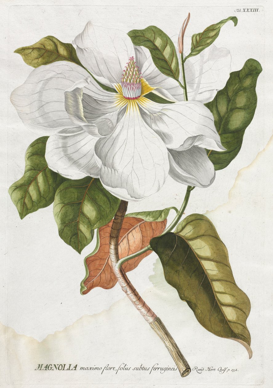 Plantae Selectae: No. 33 - Magnolia door Georg Dionysius Ehret