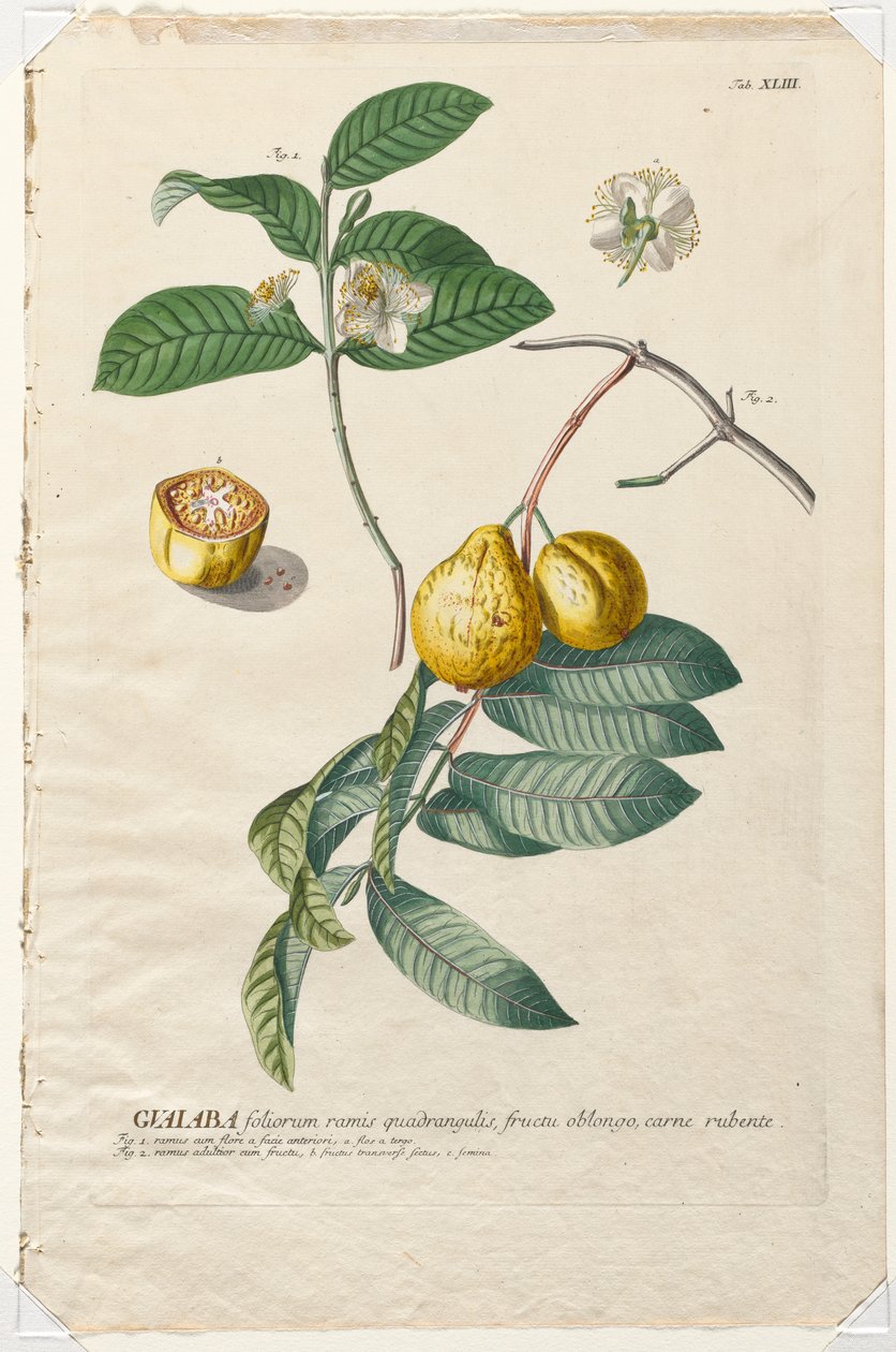 Plantae Selectae: No. 43 - Guaiaba door Georg Dionysius Ehret