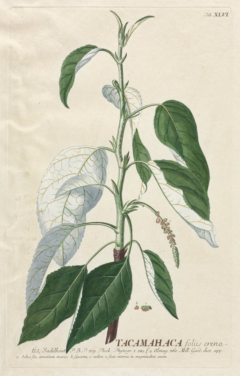 Plantae Selectae: No. 46 - Tacamahaca door Georg Dionysius Ehret