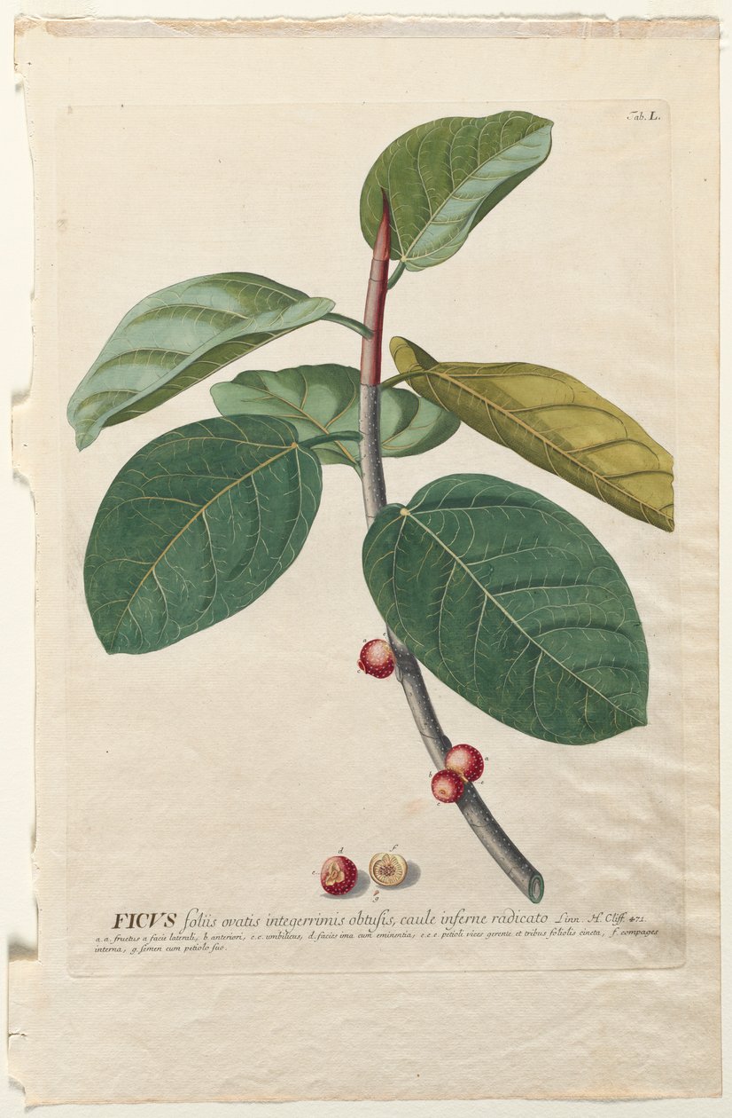 Plantae Selectae: No. 50 - Ficus door Georg Dionysius Ehret