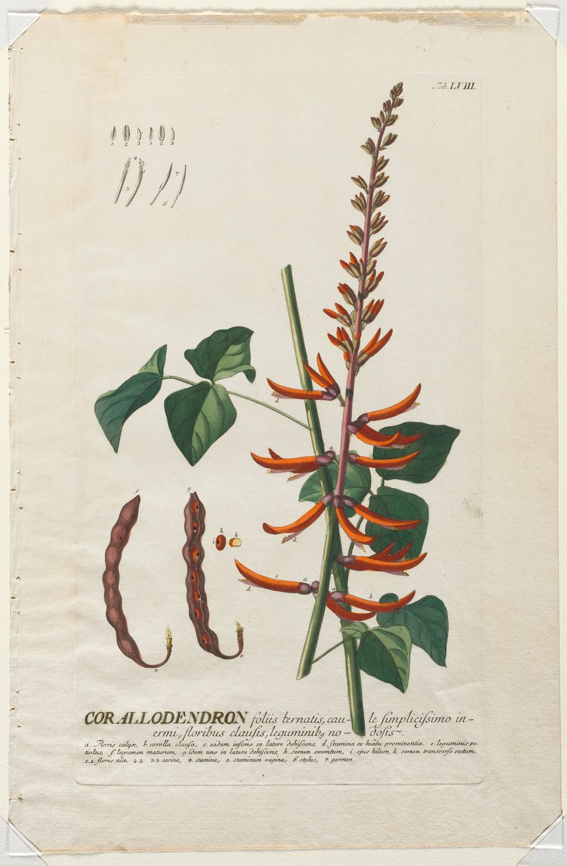 Plantae Selectae: No. 58 - Corallodendron door Georg Dionysius Ehret