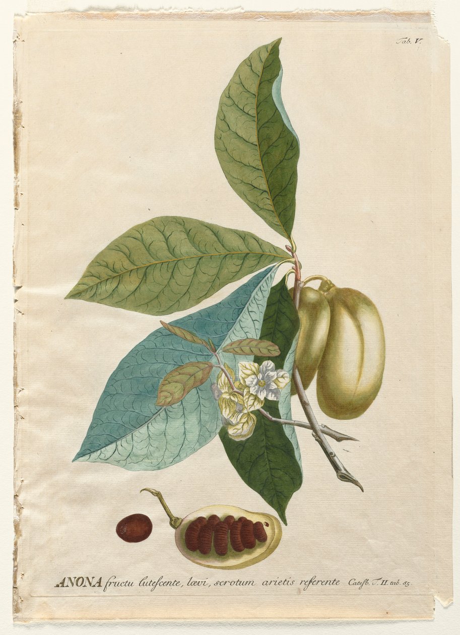 Plantae Selectae: Nr. 5 - Anona door Georg Dionysius Ehret