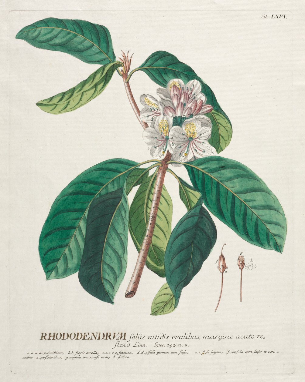 Plantae Selectae: No. 66 - Rhododendron door Georg Dionysius Ehret
