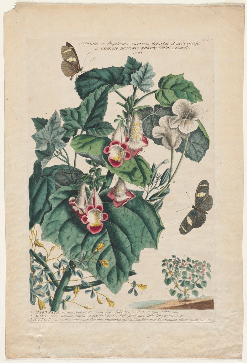 Planten en zeldzame vlinders: Martynia door Georg Dionysius Ehret