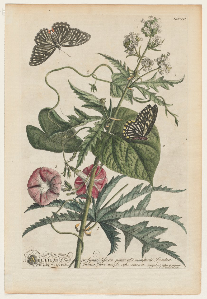 Plantae et papiliones rariores: Nr. 7, 1748 door Georg Dionysius Ehret