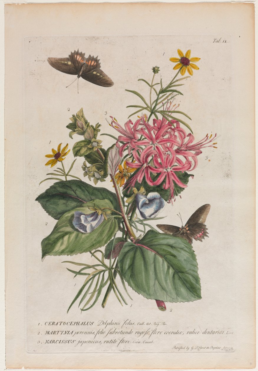 Plantae et papiliones rariores: Nr. 9 door Georg Dionysius Ehret