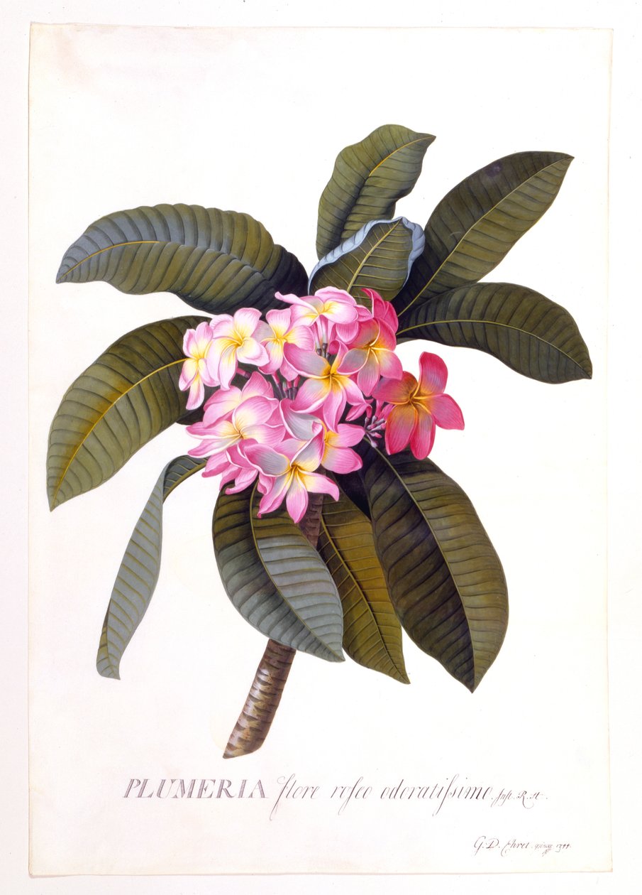 Plumeria, c. 1744 handgekleurde gravure door "Georg Dionysius Ehret