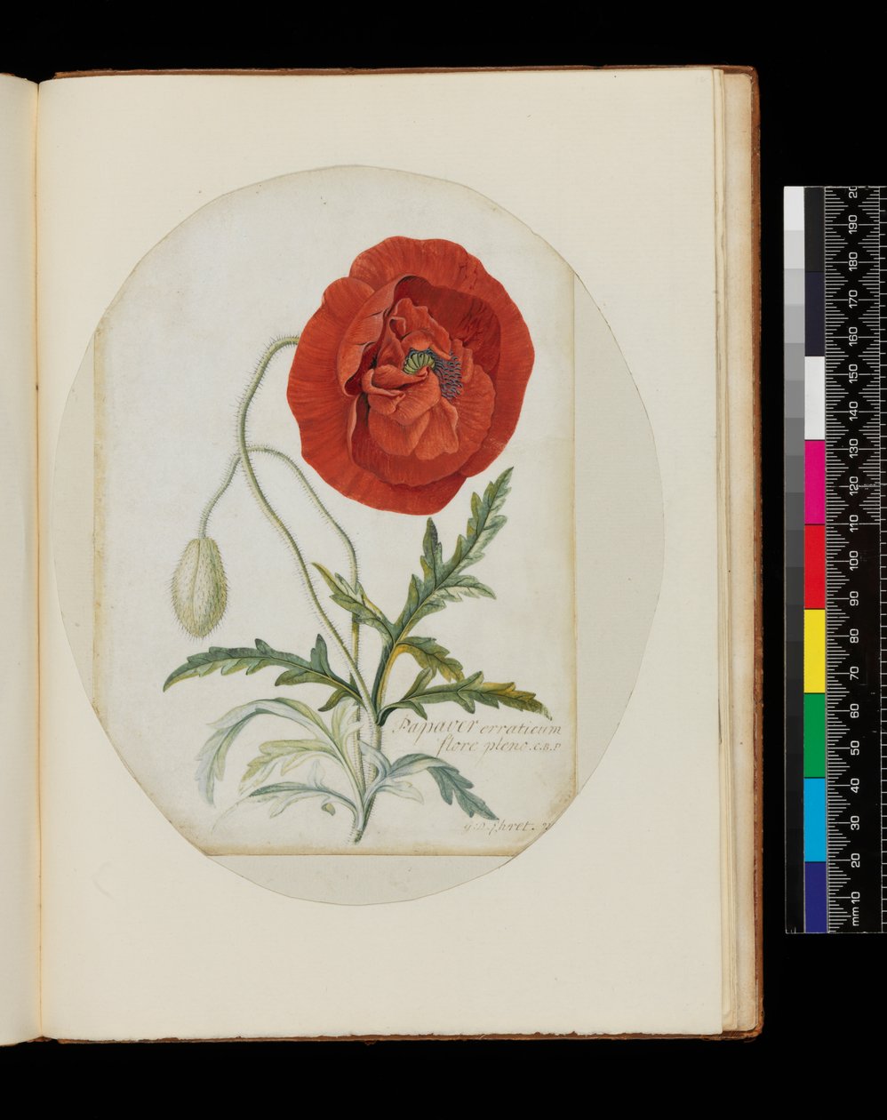 Klaproos (Papaver erraticum), 1772 door Georg Dionysius Ehret