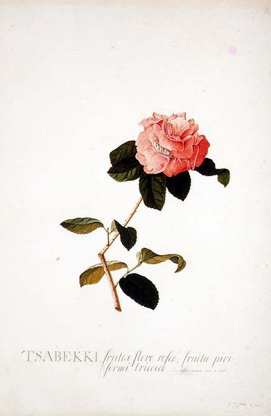 Rosa Tsabekki door Georg Dionysius Ehret
