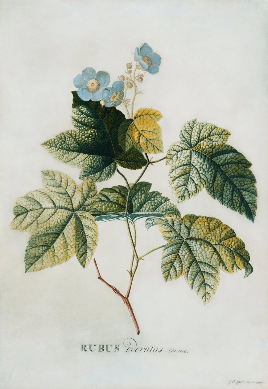 Rubus, 1744 door Georg Dionysius Ehret