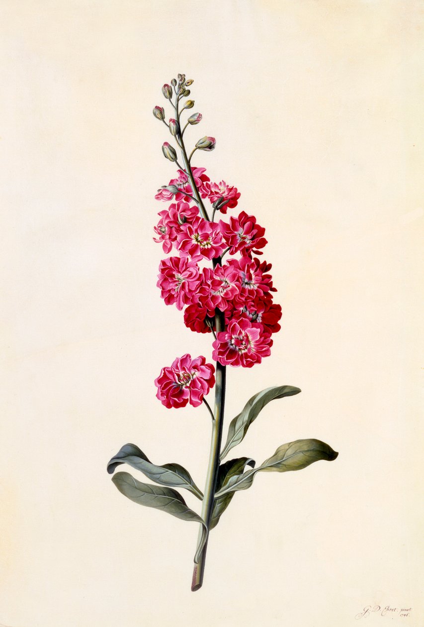 Stock Matthiola Incana, ca. 1746 handgekleurde gravure door "Georg Dionysius Ehret