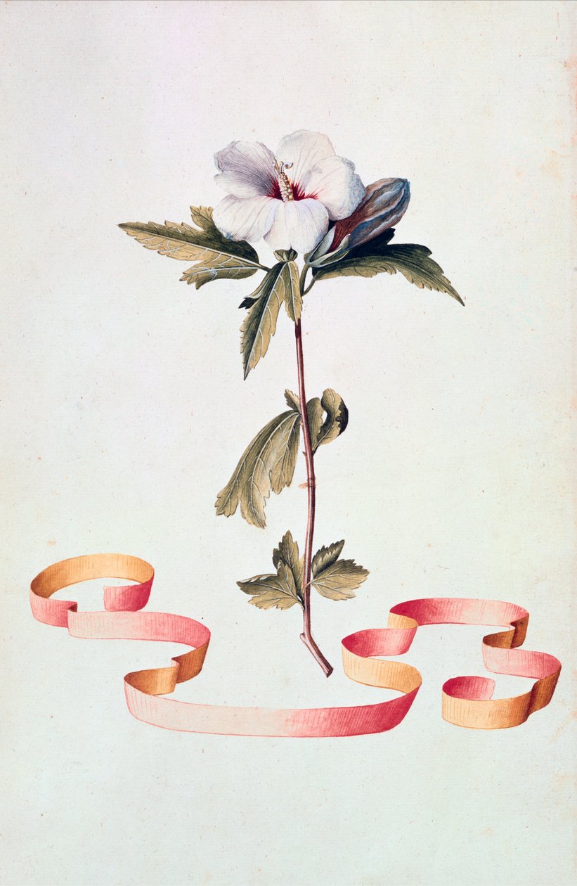 Witte Hibiscus door Georg Dionysius Ehret