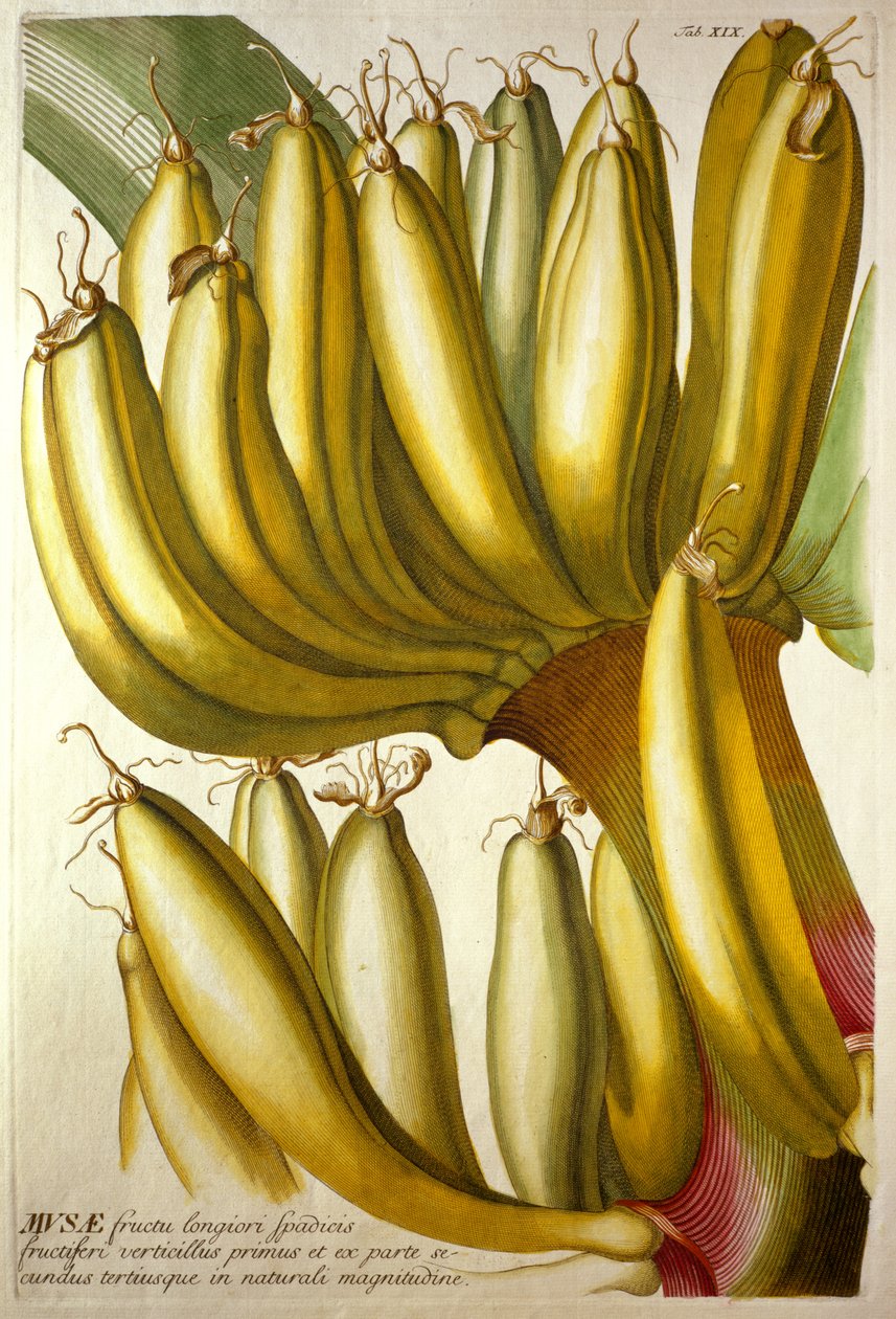 Jonge bananen, uit C. J. Trew