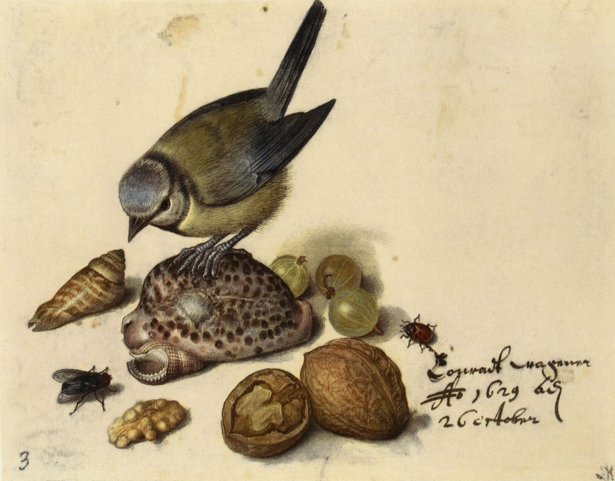 Stilleven met pimpelmees, schelpen, fruit en insecten, 1629 door Georg Flegel