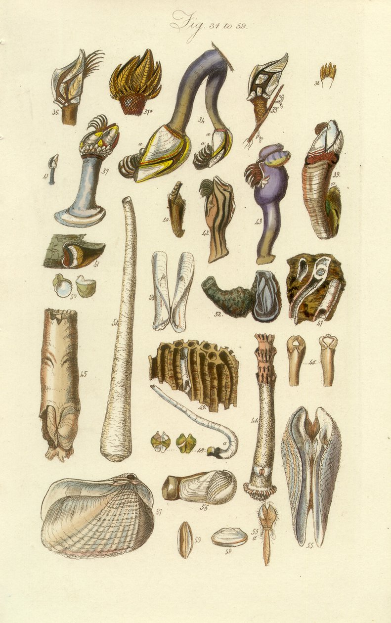 Conchological Manual Plaat 2. Zeepok en andere schelpen door George B. Sowerby