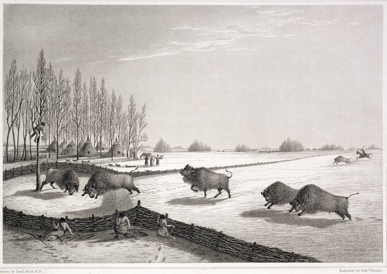 Een buffelval, uit 