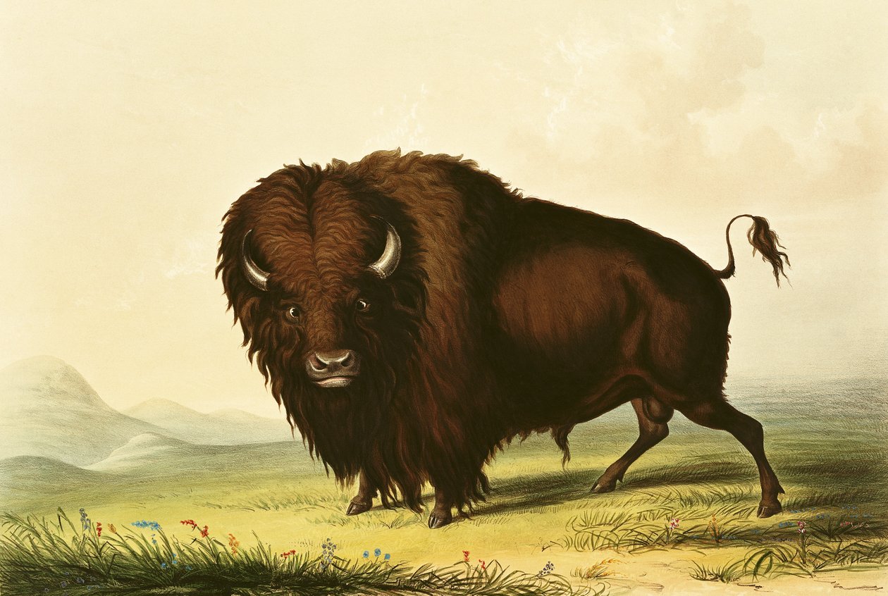 Een bizon, ca. 1832 door George Catlin