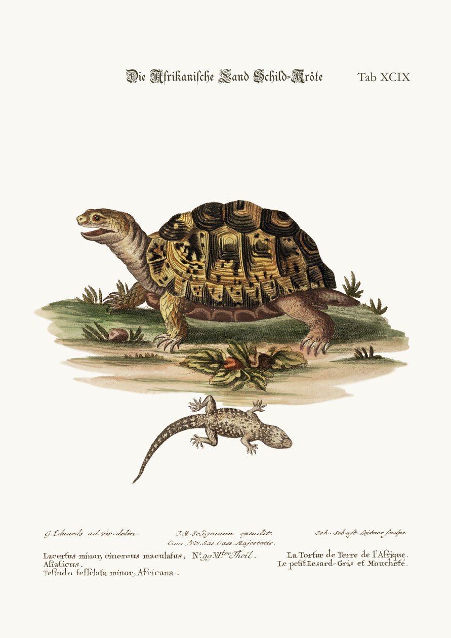 De Afrikaanse landschildpad. De kleine gevlekte grijze hagedis, 1749-73 door George Edwards