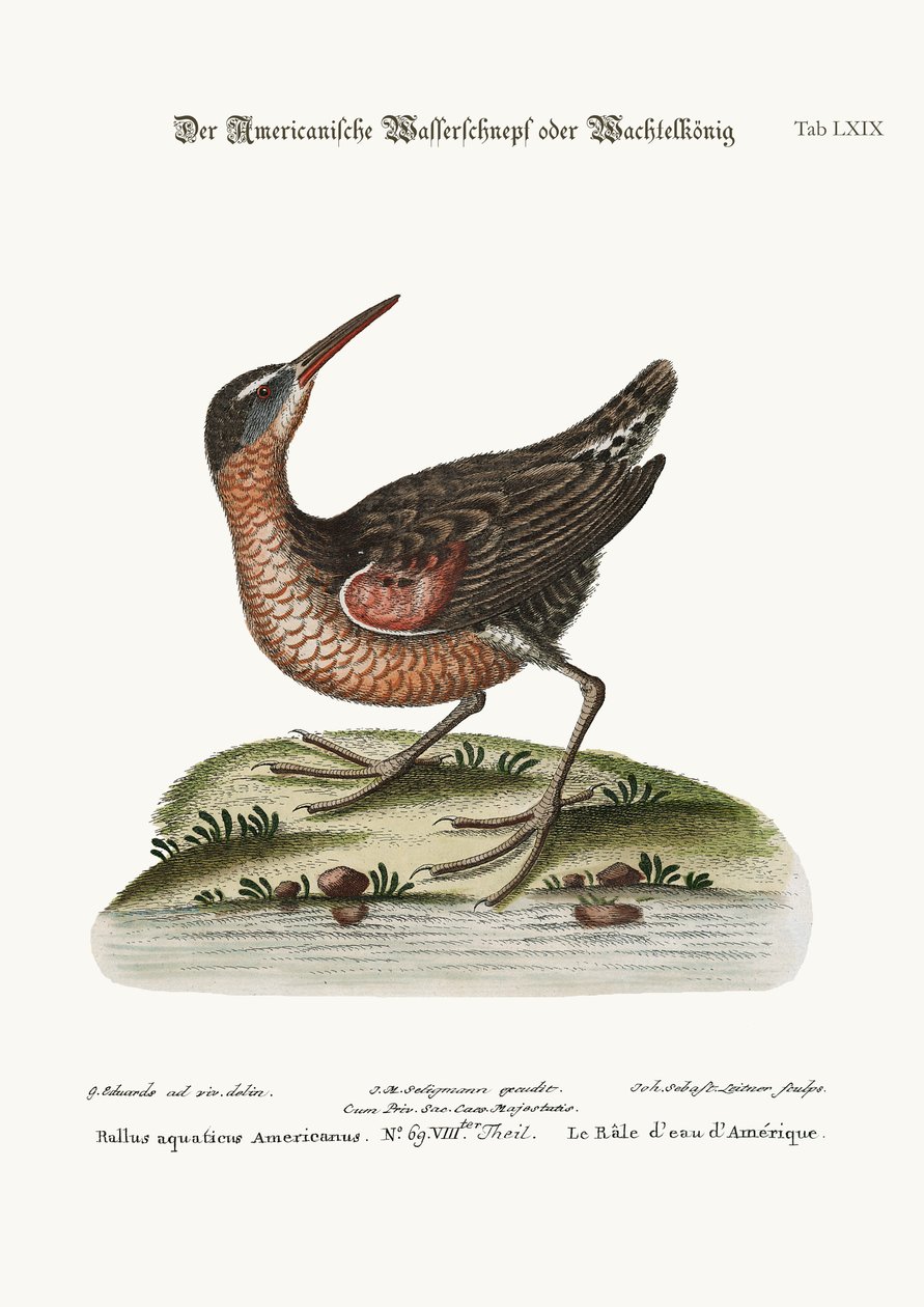 De Amerikaanse Water-Rail, 1749-73 door George Edwards