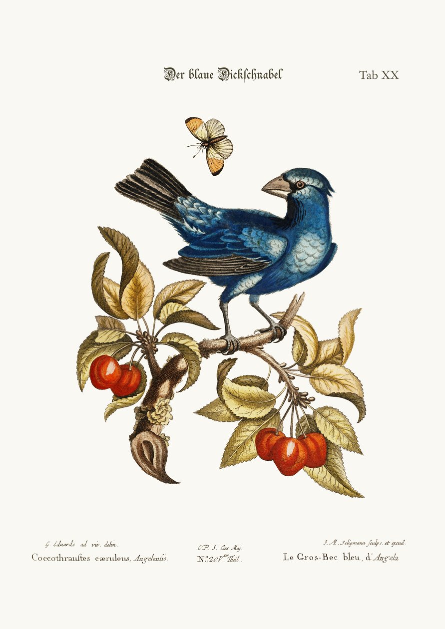 De Blauwe Grosbeak uit Angola, 1749-73 door George Edwards