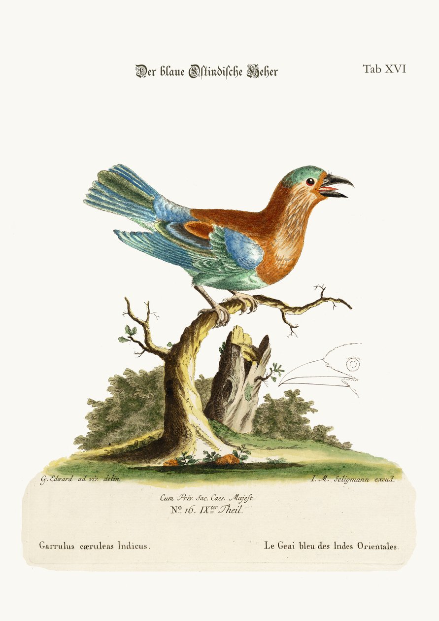 De Blauwe Gaai uit de Oost-Indië door George Edwards