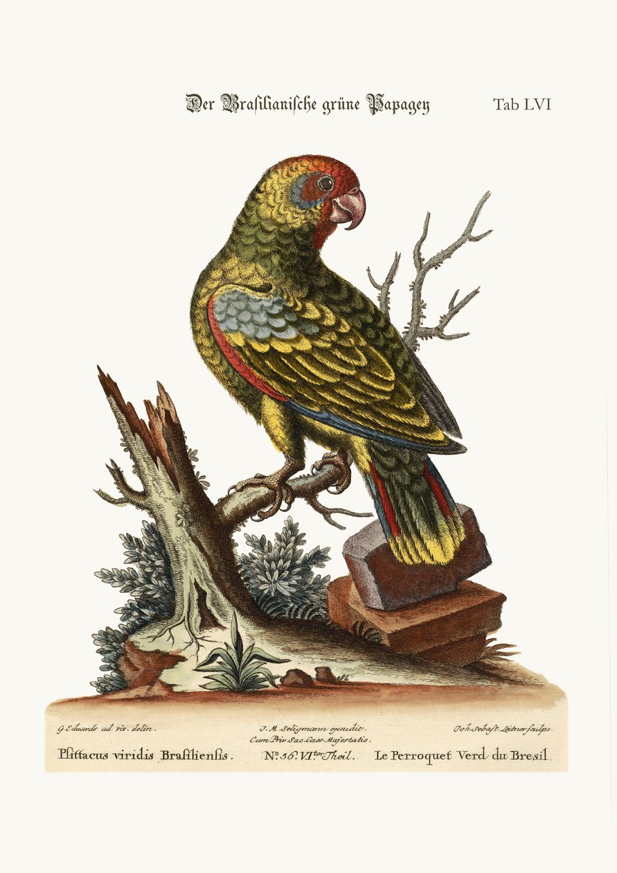 De Braziliaanse groene papegaai, 1749-73 door George Edwards