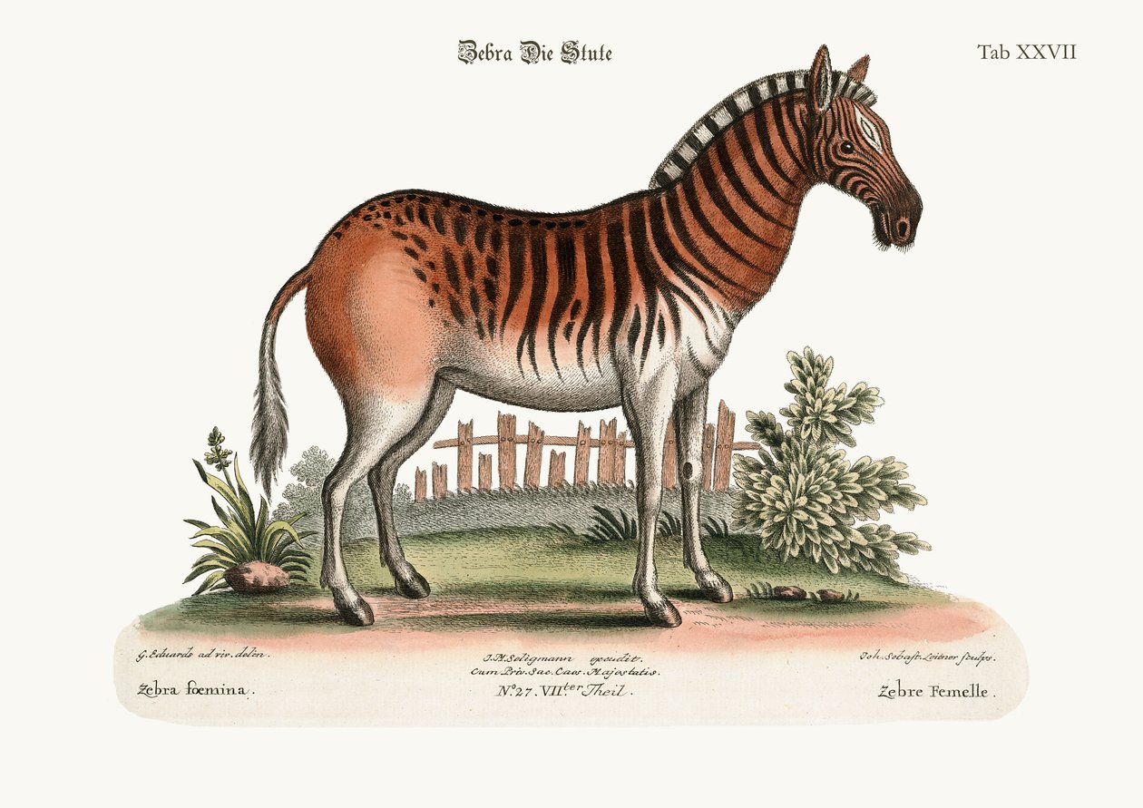 De Vrouwelijke Zebra, 1749-73 door George Edwards