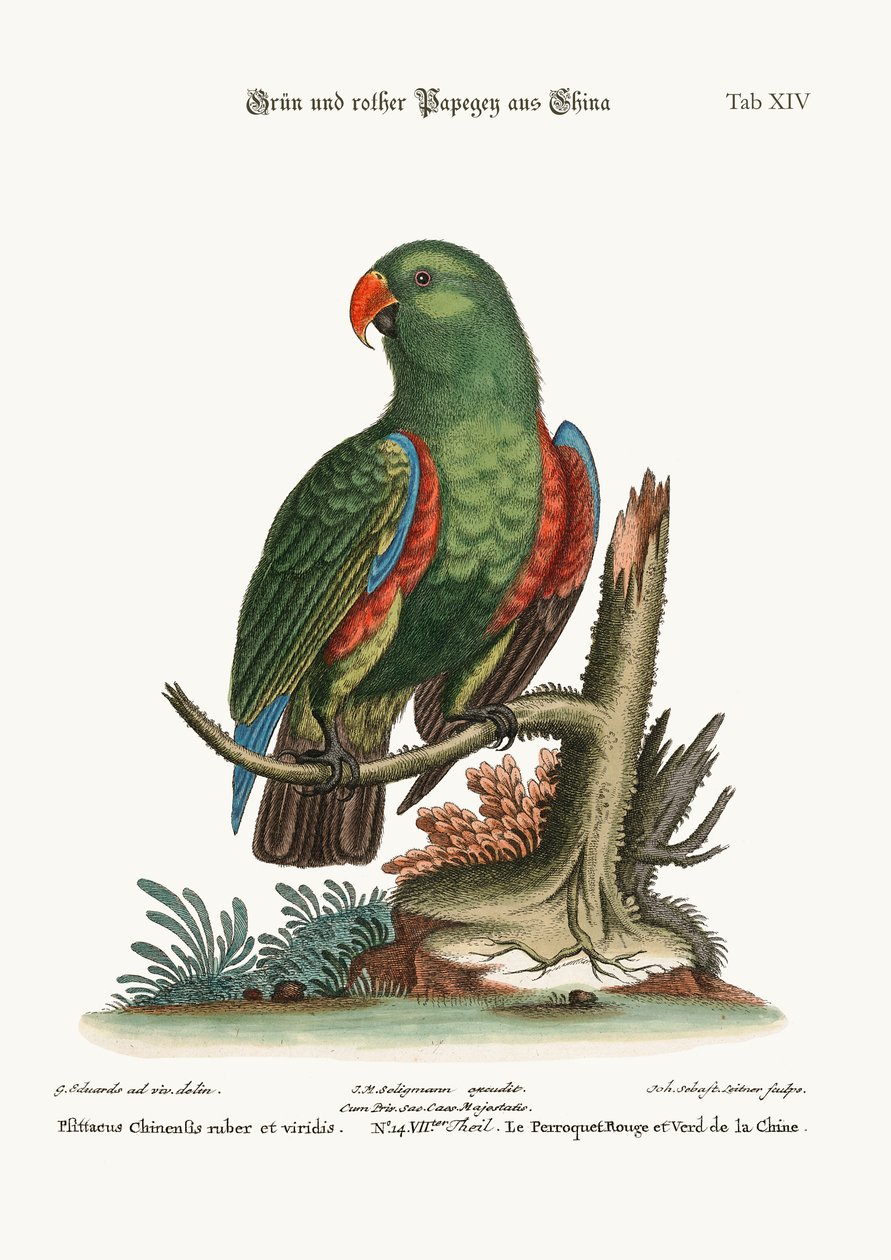 De groene en rode papegaai uit China, 1749-73 door George Edwards