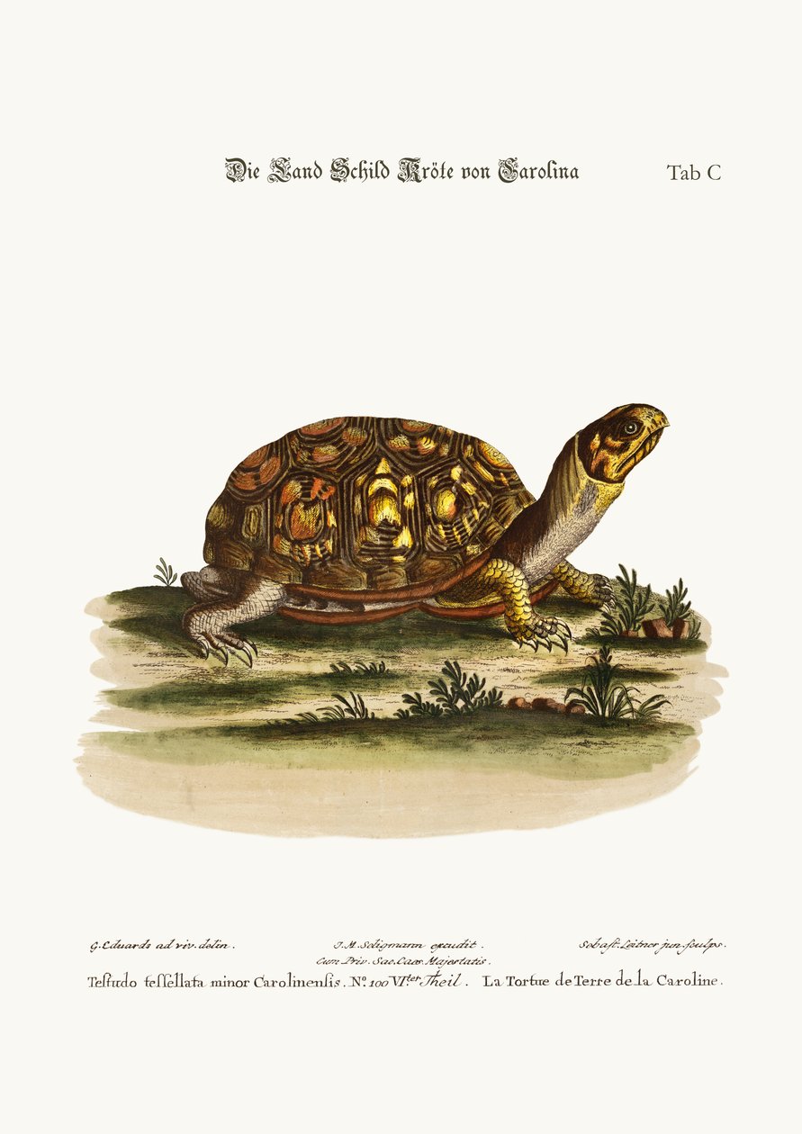 De land-schildpad uit Carolina, 1749-73 door George Edwards