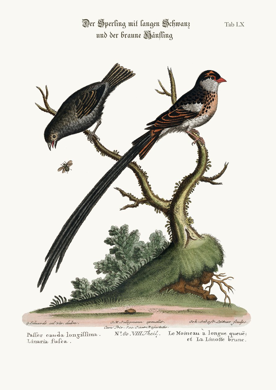 De Langstaartmus en de Donkere Vink, 1749-73 door George Edwards