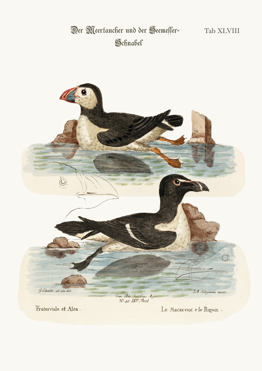 De Papegaaiduiker en de Alken, 1749-73 door George Edwards