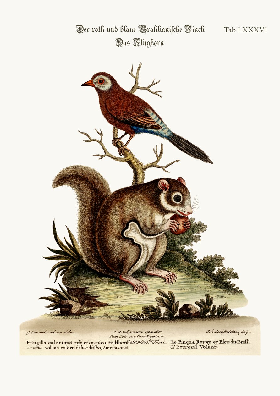 De Rode en Blauwe Braziliaanse Vink. De Vliegende Eekhoorn, 1749-73 door George Edwards
