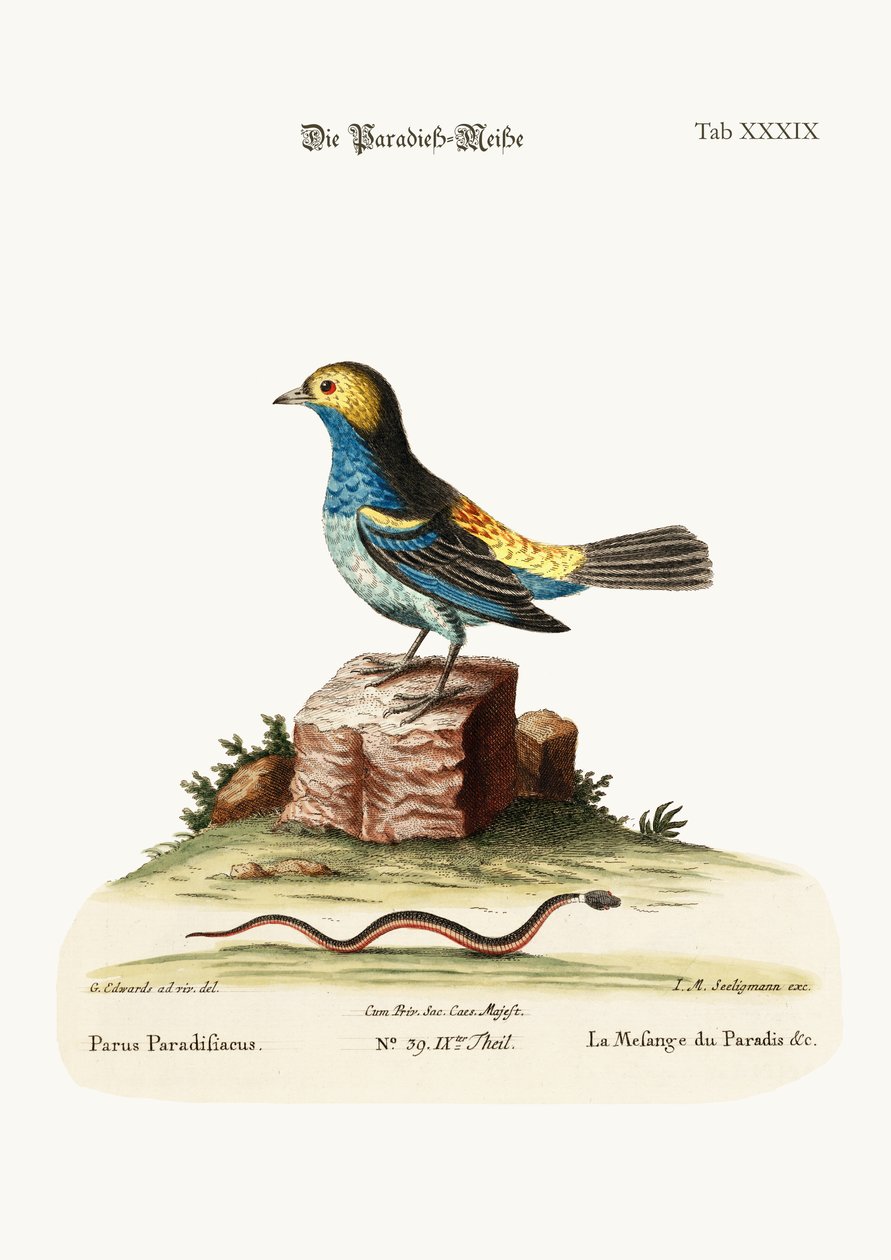 De Mees van het Paradijs, 1749-73 door George Edwards
