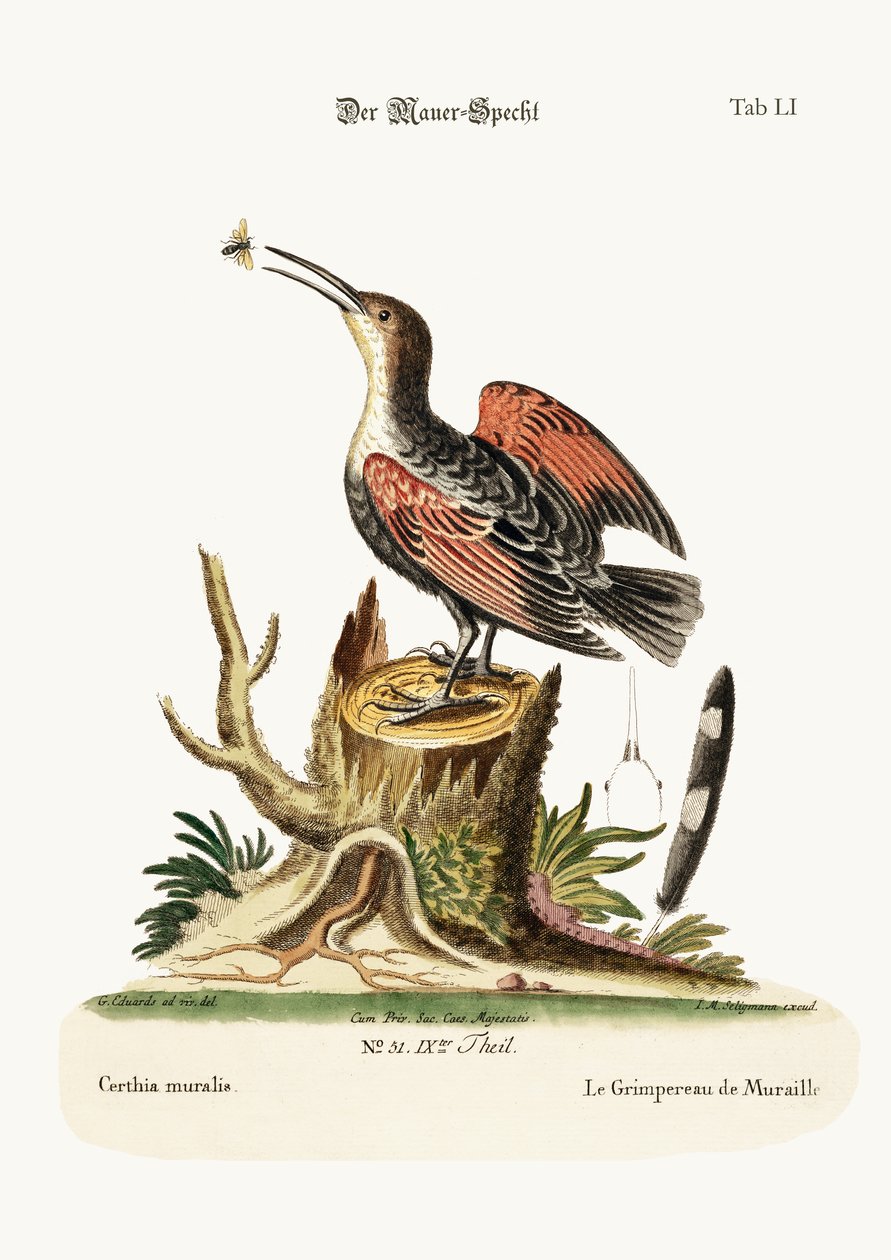 De Muurkruiper of Spinnenvanger door George Edwards