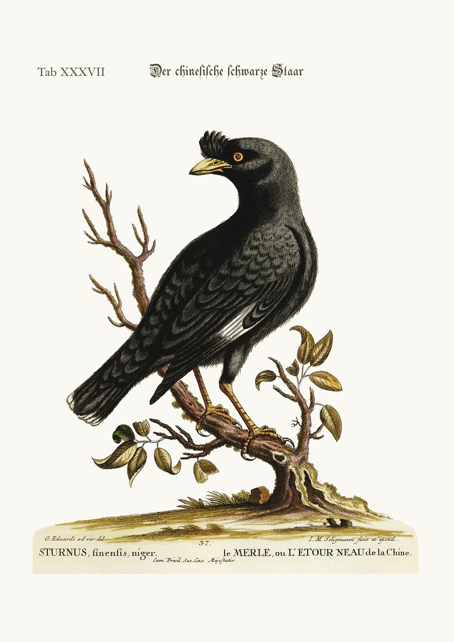 De Chinese Spreeuw of Zwart-Vogel, 1749-73 door George Edwards