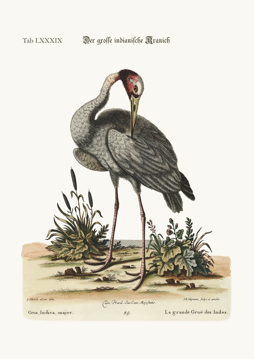 De grote Indische Kraanvogel, 1749-73 door George Edwards