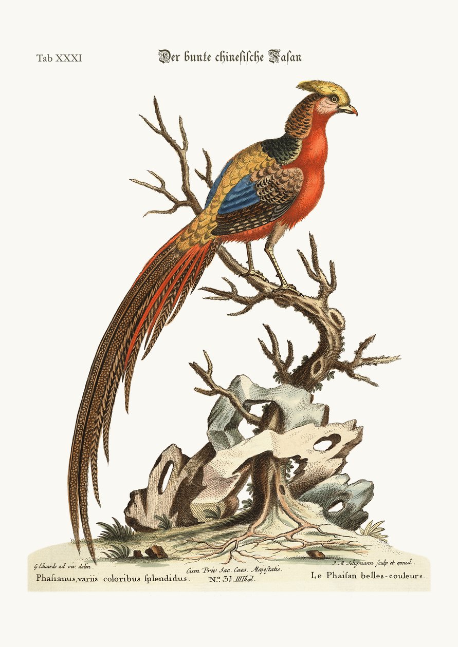De geschilderde fazant uit China, 1749-73 door George Edwards
