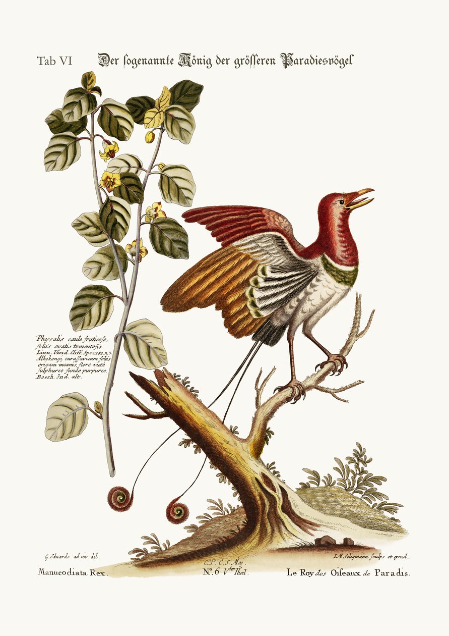 De veronderstelde Koning van de grotere Paradijsvogels, 1749-73 door George Edwards