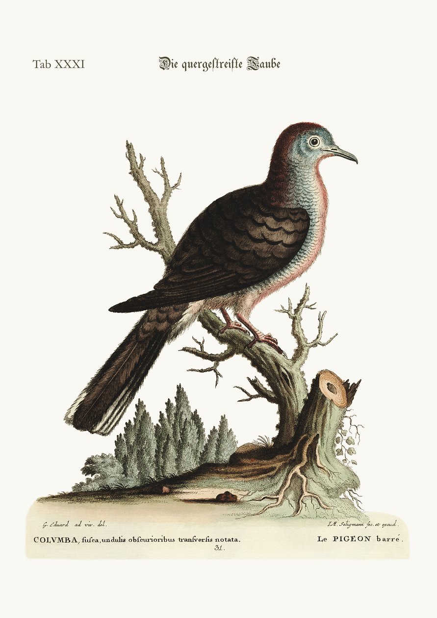 De dwarse streep of ontblote duif, 1749-73 door George Edwards